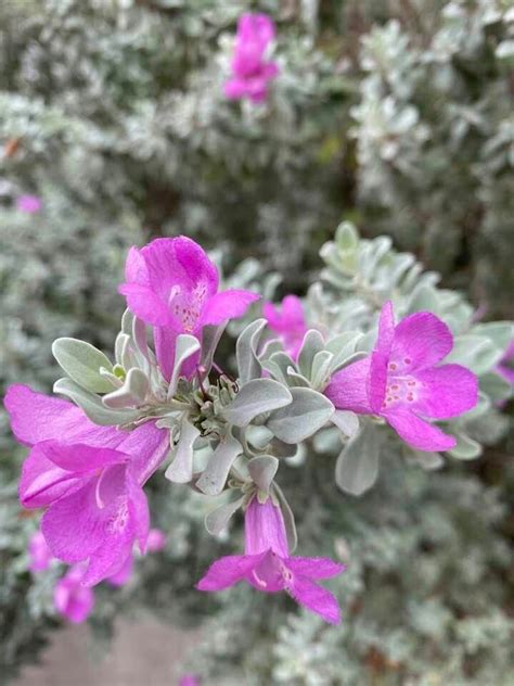 Texas Purple Sage Is Another Native Plant Aplenty Here Native Plants