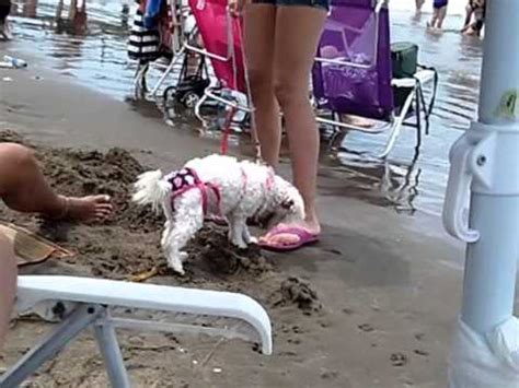 Bikini Para Perros Sesi N De Fotos En La Playa Youtube