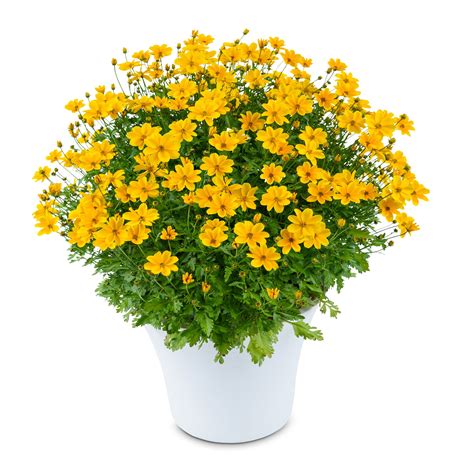 Bidens ferulifolia Golden Empire - Schneider BV - Schneider, Young