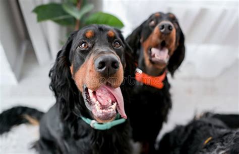 setter dogs  home stock image image  open indoors