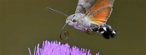 Hummingbird Hawk Moth Facts Insects In Education