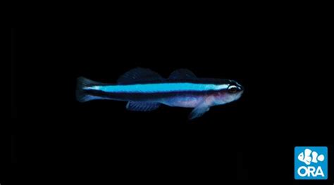 Captive Bred Blue Neon Goby - Sustainable Saltwater Fish