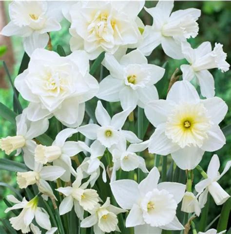 X Mixed White Daffodil Bulbs X Gorgeous Elegant White Varieties