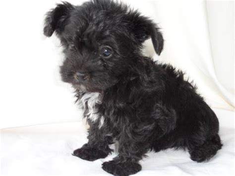 Cute Black Baby Yorkiepoo Yorkie Poo Puppies Photo 24834304 Fanpop