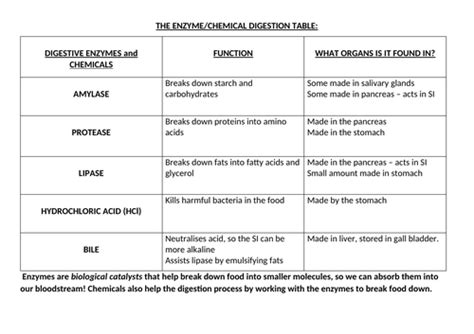 Digestive System Gcse Full Lesson Teaching Resources