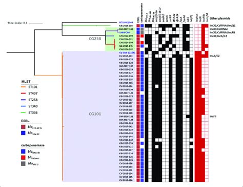 Phylogenetic Tree Of The Colr Klebsiella Pneumoniae Isolates From Download Scientific Diagram