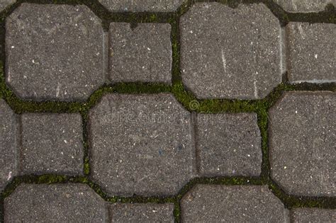 Brown Old Paving Slabs Whose Seams Are Overgrown With Green Mos Stock