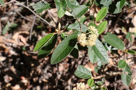 Pomaderris Queenslandica Inaturalist