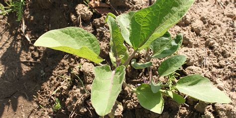 Semer Et Planter Des Aubergines Quand Et Comment Faire Ses Semis D