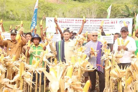 Panen Jagung Di Sumba Barat Gubernur Vbl Minta Pemkab Perluas Lahan