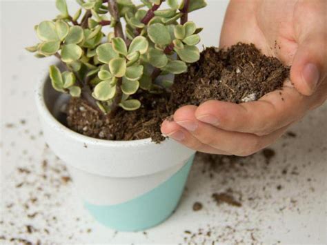 Денежное дерево (Толстянка, Крассула) - Уход в домашних условиях, цветение