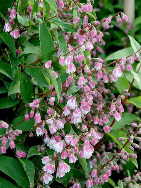 Deutzie Codsall Pink Deutzia Scabra Codsall Pink Hauenstein AG