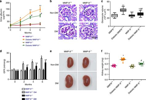 Matrix Metalloproteinase 9 Mmp 9 Deficient Mice Have Attenuated Download Scientific Diagram