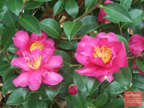 Camellia Камелия – Telegraph