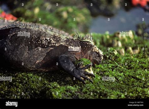 Marine Iguana Amblyrhynchus Cristatus Feeding On Algae Covering Rocks