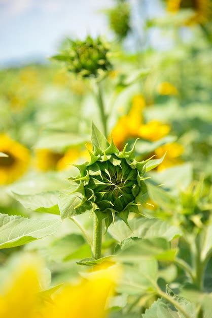 Campo De Girasoles En Un D A Soleado De Verano Contra El Cielo Azul