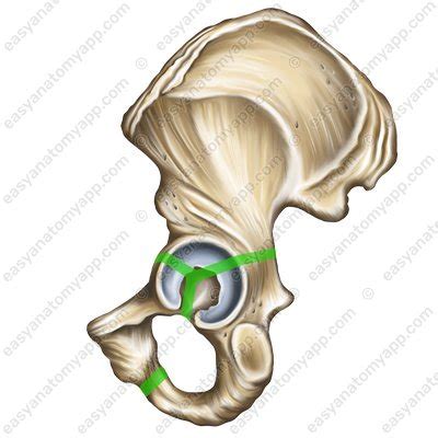 Joints and Ligaments: Classification – Easy Anatomy 3D