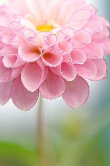 Beautiful Pretty Flowers Images - 76 Pretty Flower Backgrounds On ...