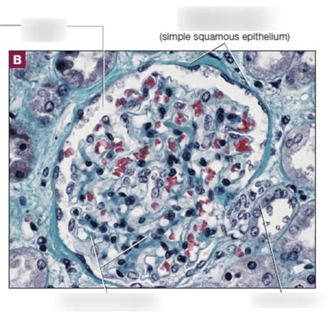 Glomerulus Diagram Quizlet