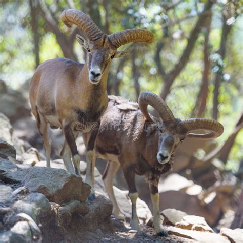 Two Male Cyprus Mouflons Wild Sheep In Troodos Mountains Cyprus Stock