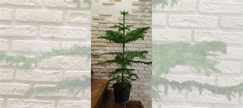 Араукария и много разных комнатных растений купить в Краснодаре ...