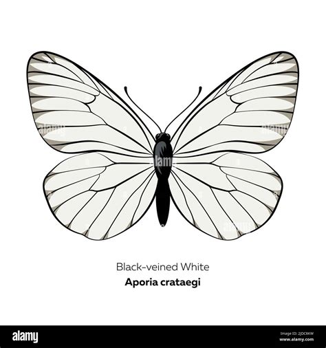 Schmetterling Clipart Umriss Ausgeschnittene Stockfotos Und Bilder