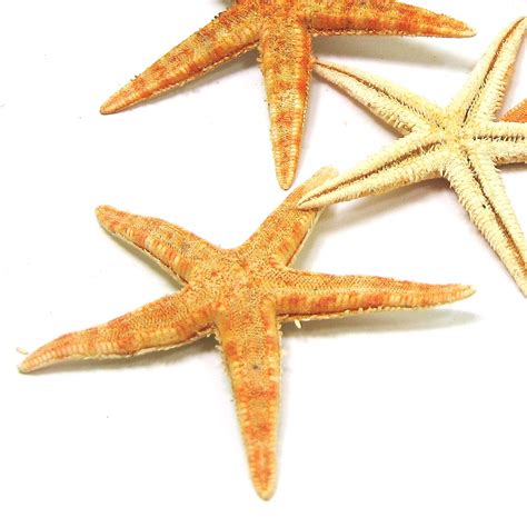 Bunt Starfish Im Karton Zum Dekorieren Basteln Set Echte Seesterne