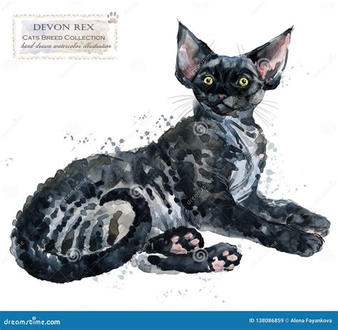 Devon Rex Cat Watercolor Home Pet Illustration Cats Breeds Series