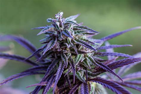 purple weed  save californias dying pot farms