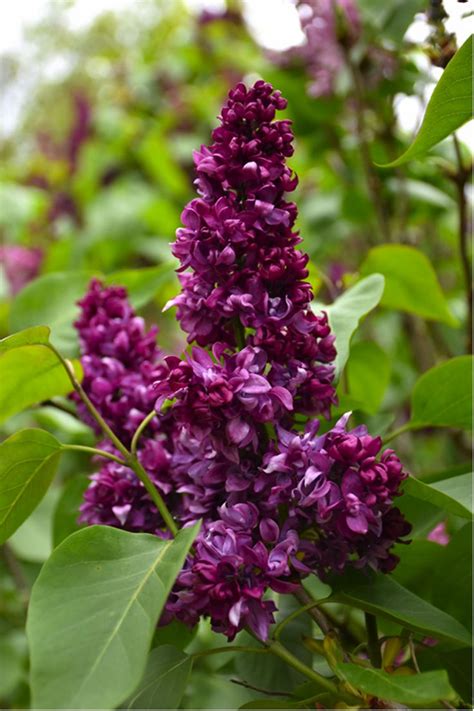 The Best Lilac Varieties To Grow In Your Yard Lilac Varieties