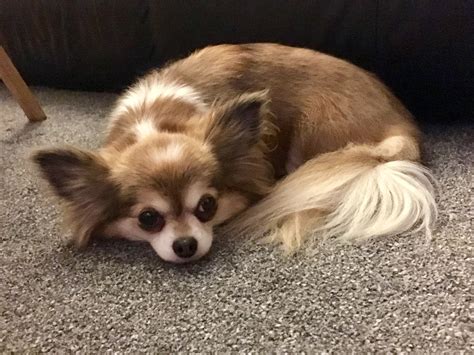 Muffin: Chihuahua