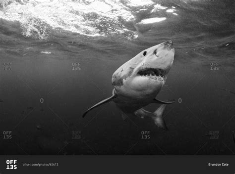 Great White Shark, black and white portrait stock photo - OFFSET