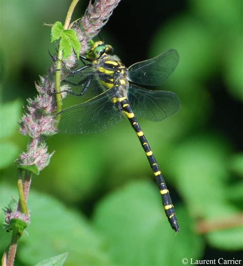 Cordulégastre Annelé Cordulegaster Boltonii Laurent Carrier