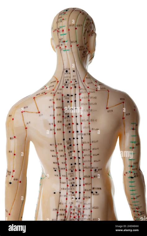 Acupuncture Meridian Acupunctures Meridians Stock Photo Alamy
