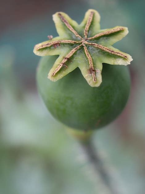 Premium Photo Close Up Of Fruit