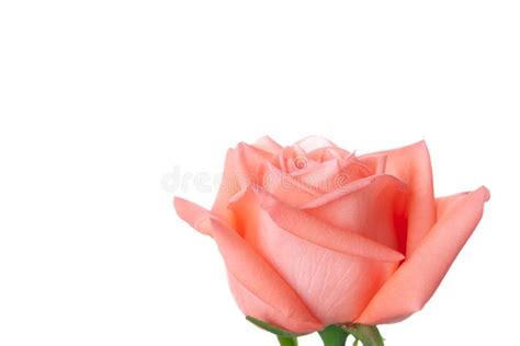 Single Beautiful Fresh Pink Rose In Glass Vase Isolated On White