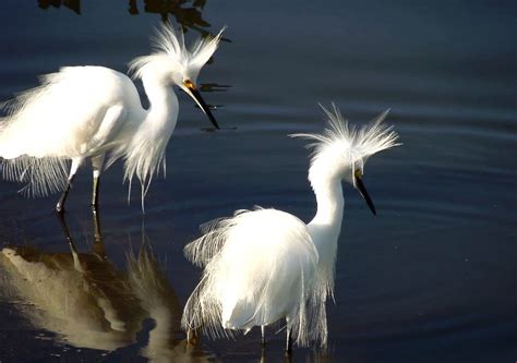 Snowy Egrets - Killer Hats | BirdNote