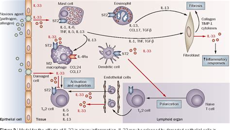 interleukin  biology  potential insights  human diseases