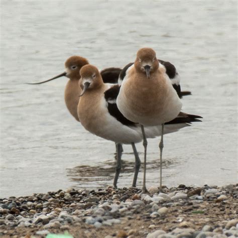 Dans Feathursday Feature American Avocet — Chicago Ornithological Society