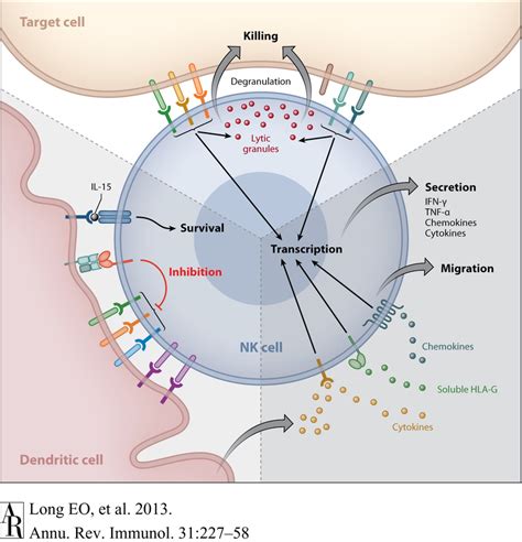 Role Of Nk Cells In The Antifungal Host Response Nk Cells