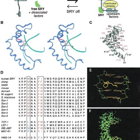 Schematic Representation Of Sex Determination Pathway In Mammals A