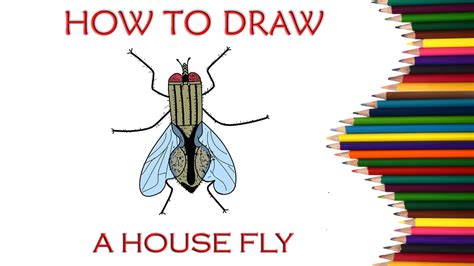 How To Draw A House Fly Step By Step Guide Easy Drawing YouTube