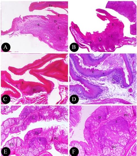 Pharynx Histology