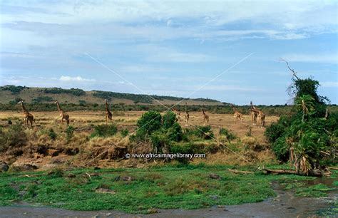 Photos And Pictures Of Maasai Giraffes On The Bank Of The Mara River