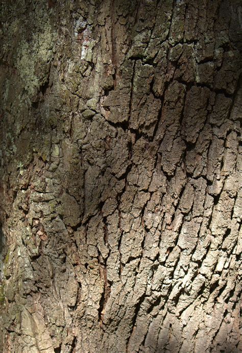 Banco De Imagens árvore Natureza Ramo Estrutura Plantar Madeira