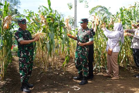 Kunjungan Pangdam IM Mayjen TNI Novi Helmi Ke Lahan Ketahanan Pangan