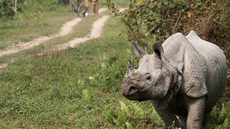 Kaziranga National Park Wallpapers Top Free Kaziranga National Park