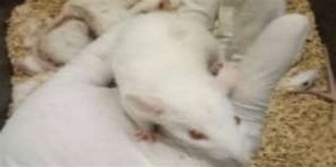 Wistar Rat Rattus Norvegicus Example Winstar White Male Rat Weighing