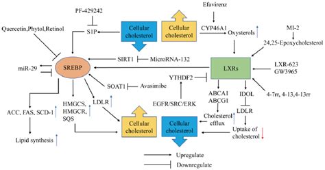 Metabolic Therapy Targeting Srebp And Lxrs In Gbm Srebps Enter The Download Scientific Diagram