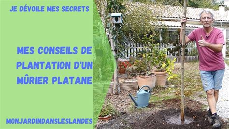 Mes conseils de plantation d un mûrier platane Monjardindansleslandes